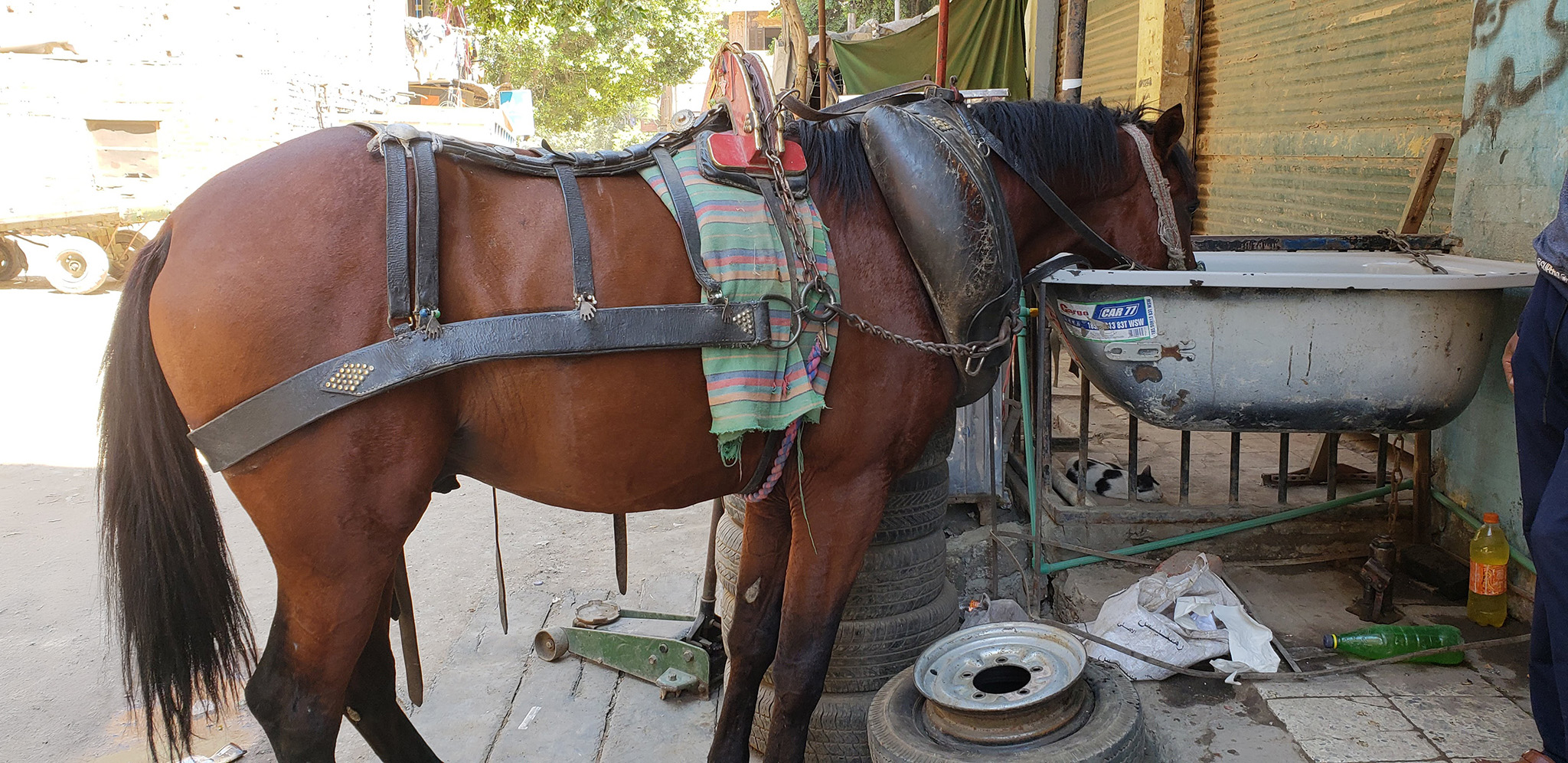 A brown horse drinking out of an elevated vessel resembling a bathtub.